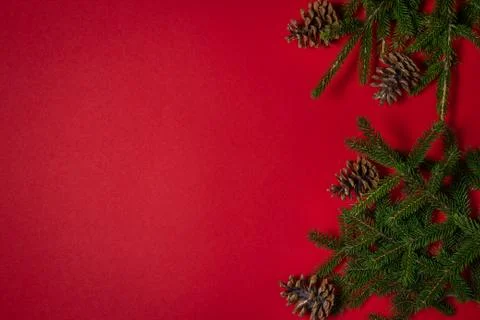 Christmas tree branches with pine cones on a red background. Stock Photos