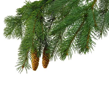 Christmas tree branches with pine cones isolated on white background for desi Stock Photos