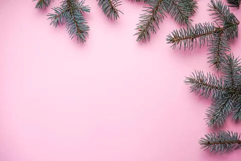Christmas tree branches, on a pink background, with place for text, top view Stock Photos