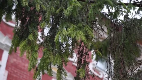 Christmas tree branches on a red wall background Stock Footage 145518182