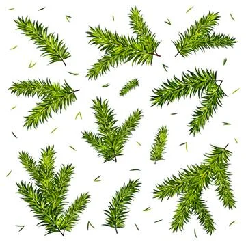Christmas tree branches set isolated on white background. Vector illustration Illustrazione stock