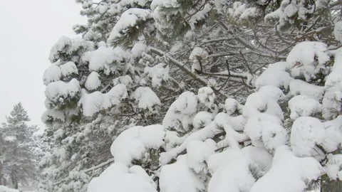 Christmas tree branches in the snow after a snow storm. Stock Footage 268729670