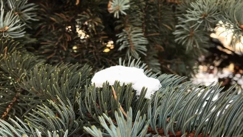 Christmas tree branches in the snow close-up Stock Footage 99140905