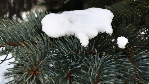 Christmas tree branches in the snow close-up Stock Footage 99140906