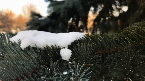 Christmas tree branches in the snow close-up Stock Footage 99140907