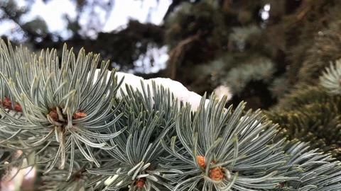 Christmas tree branches in the snow close-up Stock Footage 99140909
