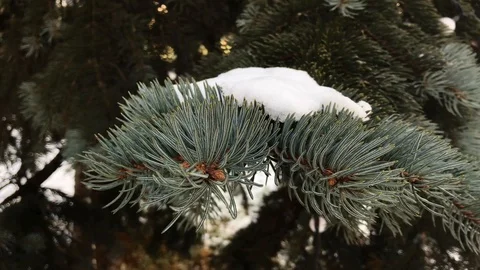 Christmas tree branches in the snow close-up Stock Footage 99140911