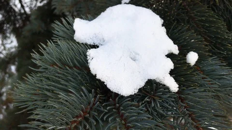 Christmas tree branches in the snow close-up Stock Footage 99140914