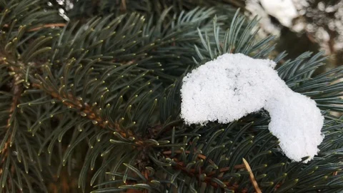 Christmas tree branches in the snow close-up Stock Footage 99140917