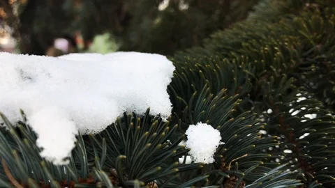 Christmas tree branches in the snow close-up Stock Footage 99140918