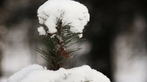 Christmas tree branches with snow Видео 73006209