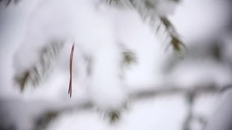 Christmas tree branches with snow Stock Footage 73006262