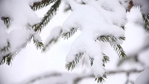Christmas tree branches with snow Stock Footage 73006297