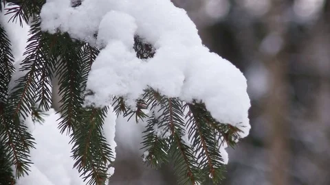Christmas tree branches with snow Stock Footage 73006315