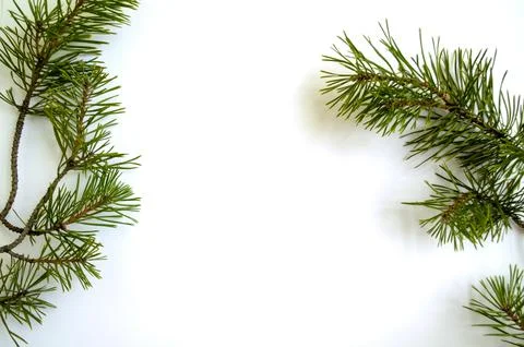 Christmas tree branches on a white background Stock Photos