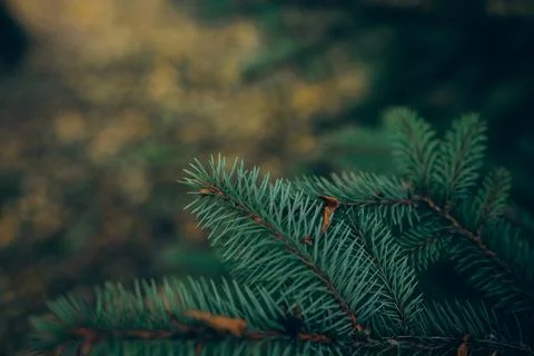 Christmas tree branches.v Stock Photos