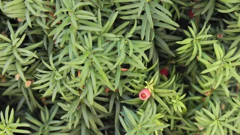 Christmas Tree Close-Up with Red Bauble Stock Footage 321393274
