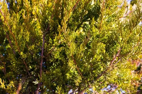 Christmas tree closeup Foto stock