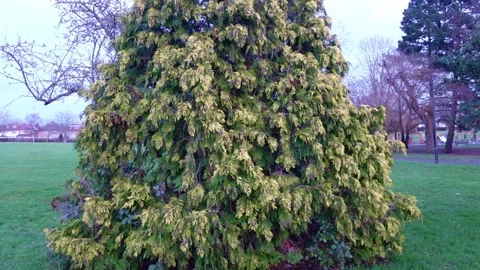 Christmas Tree, cloudy day. Base tree. Green Big Tree Stock Footage 147751945
