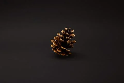 Christmas tree cone on a black background in detail Stock Photos