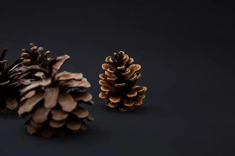 Christmas tree cone on a black background in detail Stock Photos