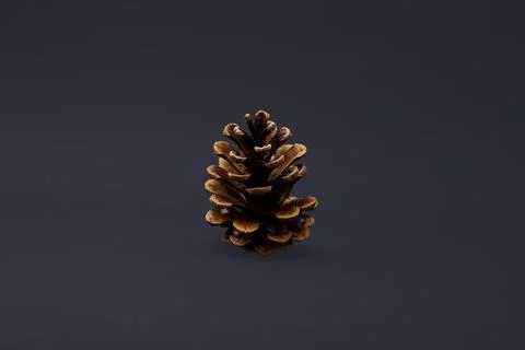 Christmas tree cone on a black background in detail Stock Photos