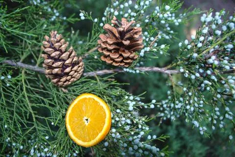 Christmas Tree with Cones Stock Photos