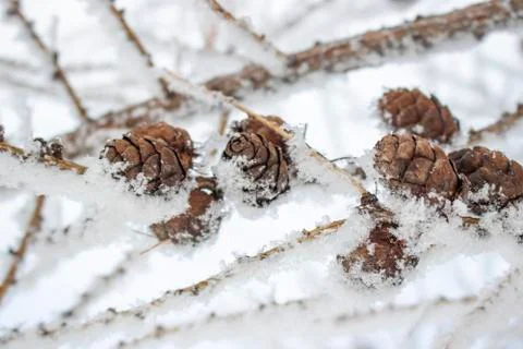 Christmas tree cones. Stock Photos