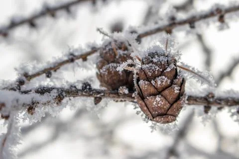 Christmas tree cones. Stock Photos