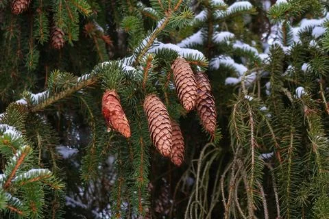 Christmas tree cones Stock Photos