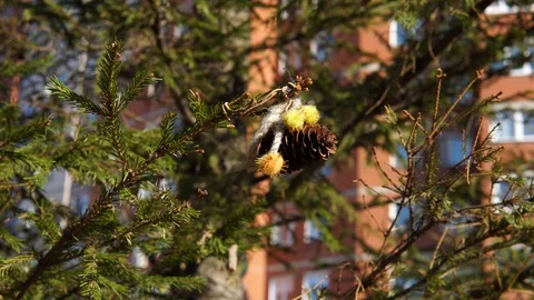 Christmas tree in the courtyard of a multi-storey residential building in the Video stock 127962396