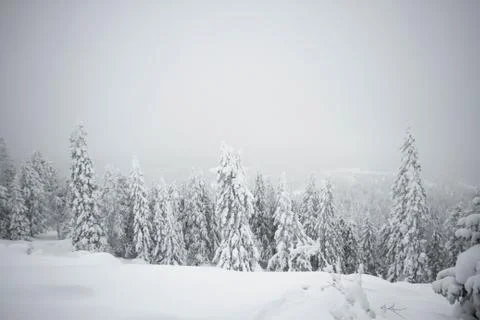 Christmas tree covered with snow. Everything is covered with snow. Christmas Stock Photos