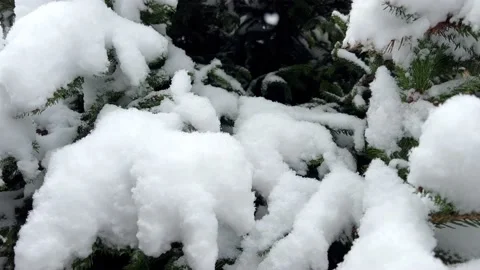 The Christmas tree is covered with snow Stock Footage 221714586