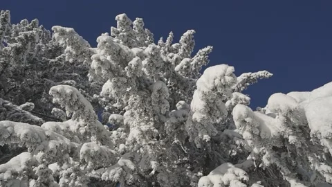 The Christmas tree is covered with snow in the forest in clear sunny weather in Stock Footage 169383465