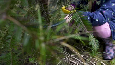 Christmas Tree Cutting 1 Stock Footage 287041405