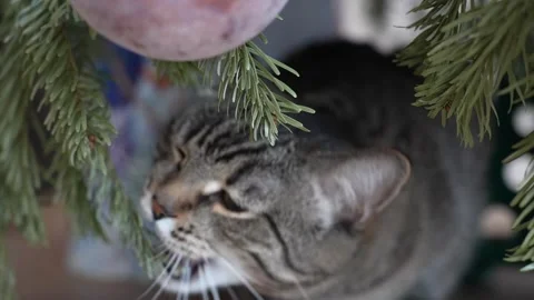 Christmas tree is in danger. Stock Footage 260187882