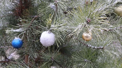 Christmas-tree decoration ball on a pine branch in a winter forest Video stock 122037030