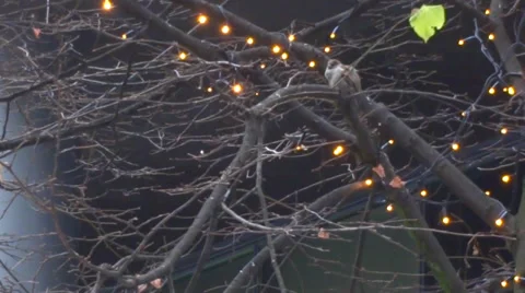 Christmas tree  decoration Stock Footage 32867337