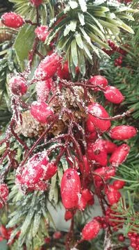 Christmas Tree Decorations Stock Photos