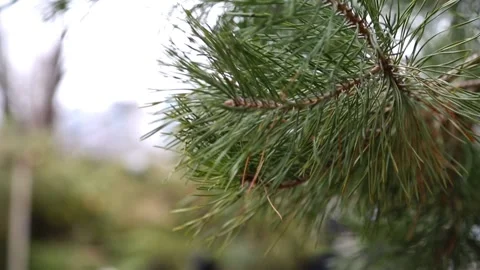 Christmas tree at the dump Stock Footage 100181033