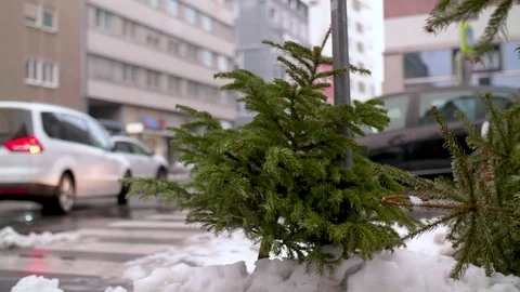 Christmas Tree Dumped in the Street Stock Footage 100788058