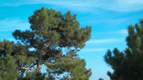 Christmas tree during summer time Stock Footage 314997474