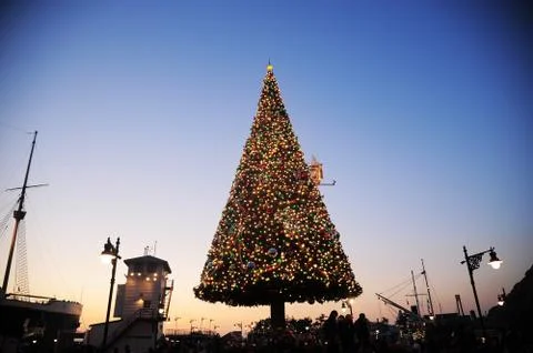 Christmas tree at dusk Stock Photos