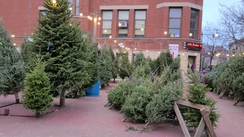 Christmas tree farm Stock Footage 144719182