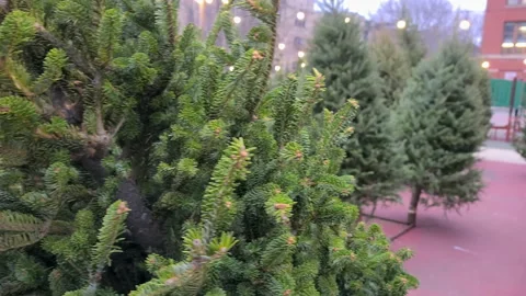Christmas tree farm Stock Footage 144720392