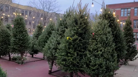 Christmas tree farm Stock Footage 144721857