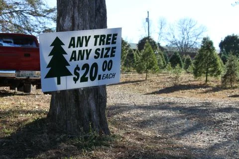 Christmas Tree Farm Stock Photos