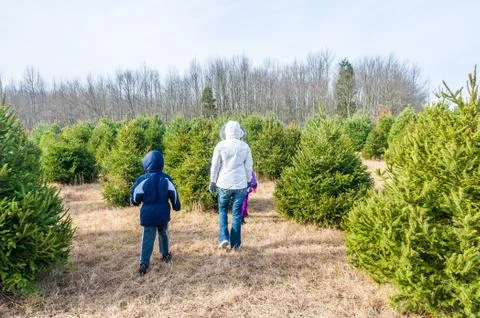 Christmas tree farm Stock Photos