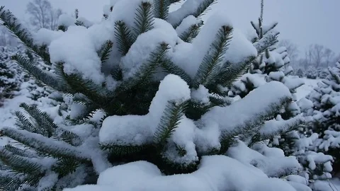 Christmas tree farm in the snow Stock Footage 83605831