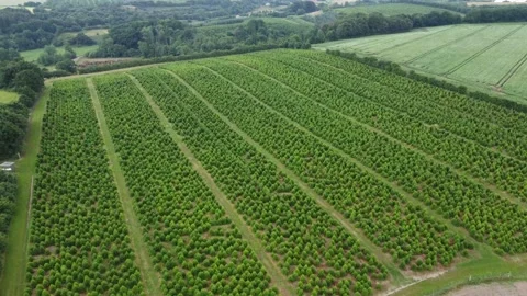 Christmas tree field 2 Stock Footage 168254828